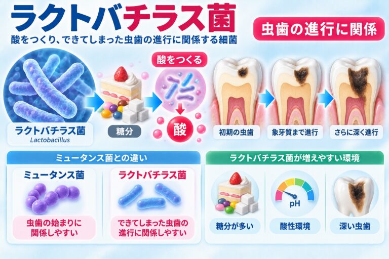 ラクトバチラス菌とは｜虫歯の進行に関係する細菌