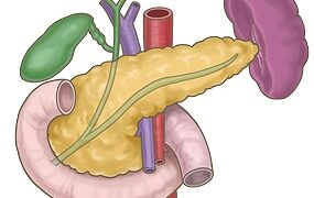 膵臓・胆嚢・十二指腸の解剖イラスト