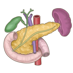 膵臓・胆嚢・十二指腸の解剖イラスト