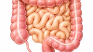 小腸・大腸の解剖イラスト
