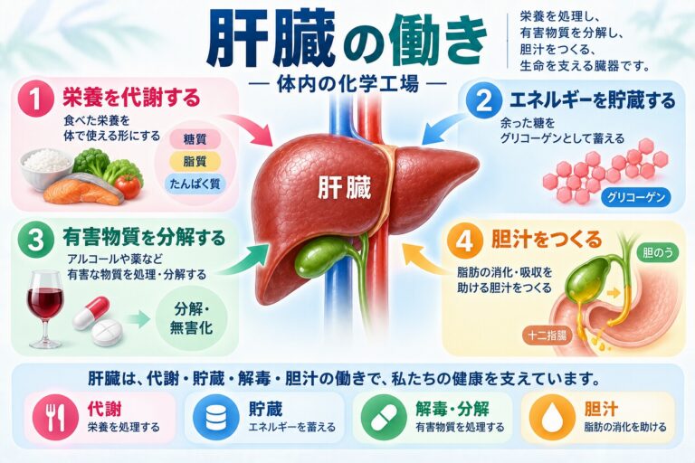 肝臓の働きとは？代謝・貯蔵・解毒・胆汁の4つの役割