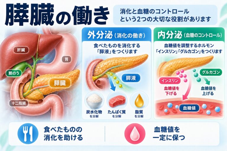 膵臓の働きとは？消化と血糖値を調節する2つの役割
