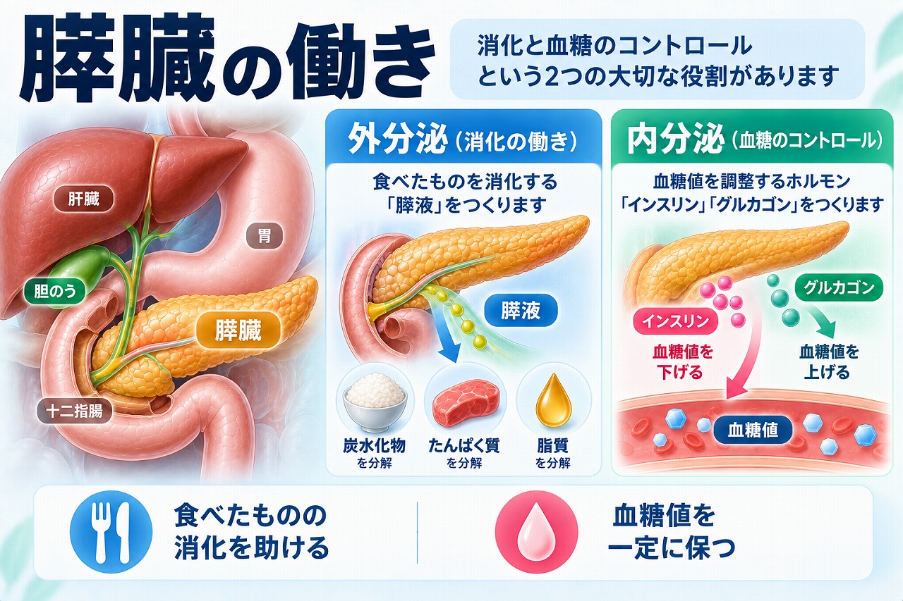 膵臓の主な働きとして、膵液の消化酵素で炭水化物・たんぱく質・脂質の消化を助ける外分泌と、インスリンやグルカゴンで血糖値を調節する内分泌を示した図