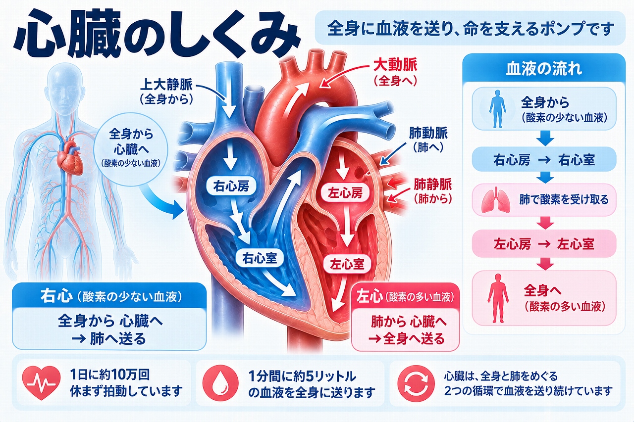 心臓のしくみを、右心房・右心室・左心房・左心室の4つの部屋と、全身から心臓、肺、再び心臓を通って全身へ送られる血液の流れで示した図