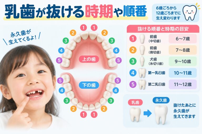 乳歯が抜ける時期と順番｜何歳ごろにどの歯から生え変わる？