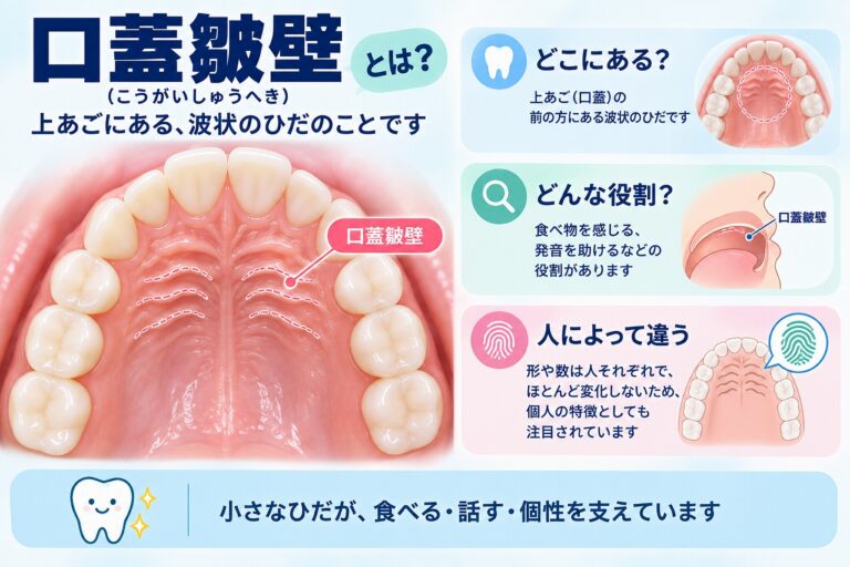 口蓋皺壁について、上顎の口蓋前方にある波状のひだの位置や形、食べる・話す際の役割を示した歯科医学イラスト