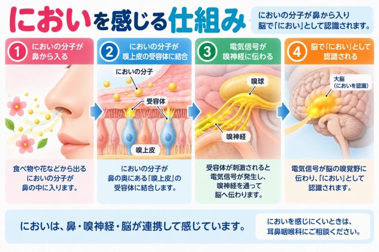 においを感じる仕組みを解説したインフォグラフィック。においの分子が鼻から入り、嗅上皮の受容体で感知され、電気信号となって嗅神経・嗅球を通り、脳でにおいとして認識されるまでの流れを紹介