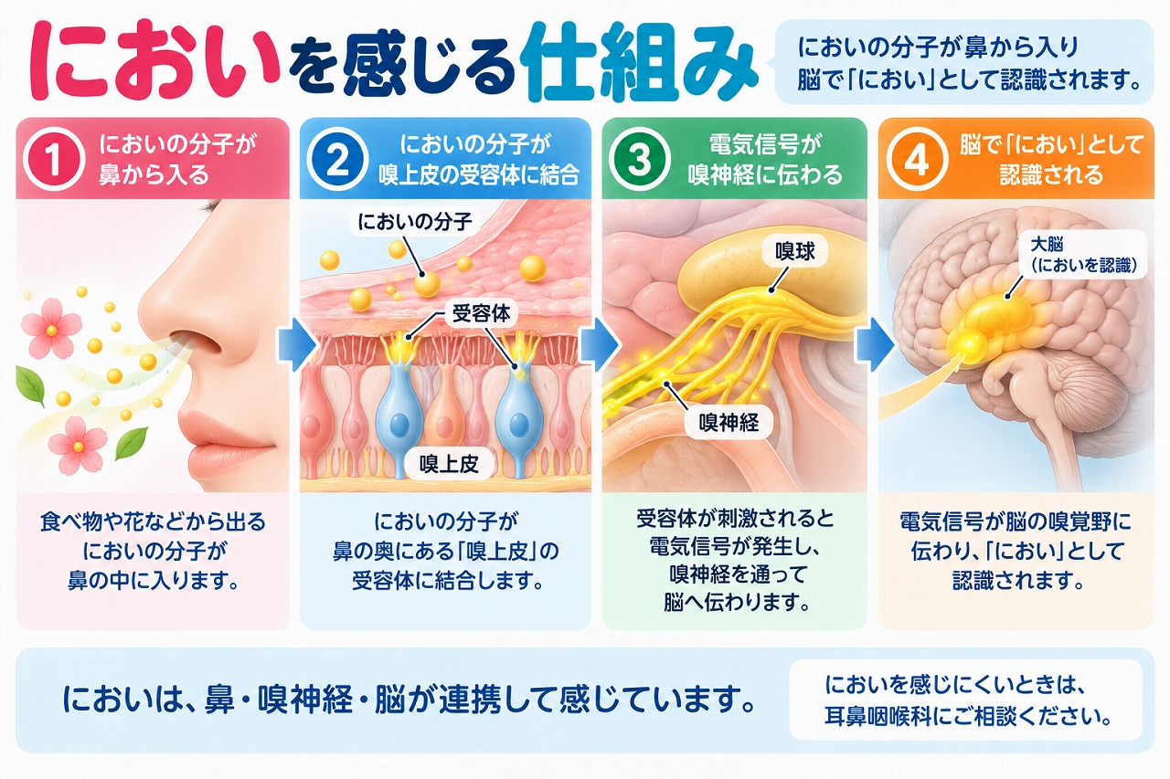 においを感じる仕組みを解説したインフォグラフィック。においの分子が鼻から入り、嗅上皮の受容体で感知され、電気信号となって嗅神経・嗅球を通り、脳でにおいとして認識されるまでの流れを紹介