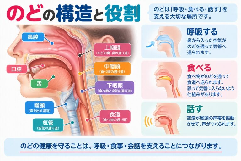 のどの構造と役割を解説したインフォグラフィック。上咽頭・中咽頭・下咽頭、喉頭、気管、食道などの位置と、空気を気管へ送る呼吸、食べ物を食道へ送る嚥下、声帯を振動させて声を出す発声の仕組みを紹介