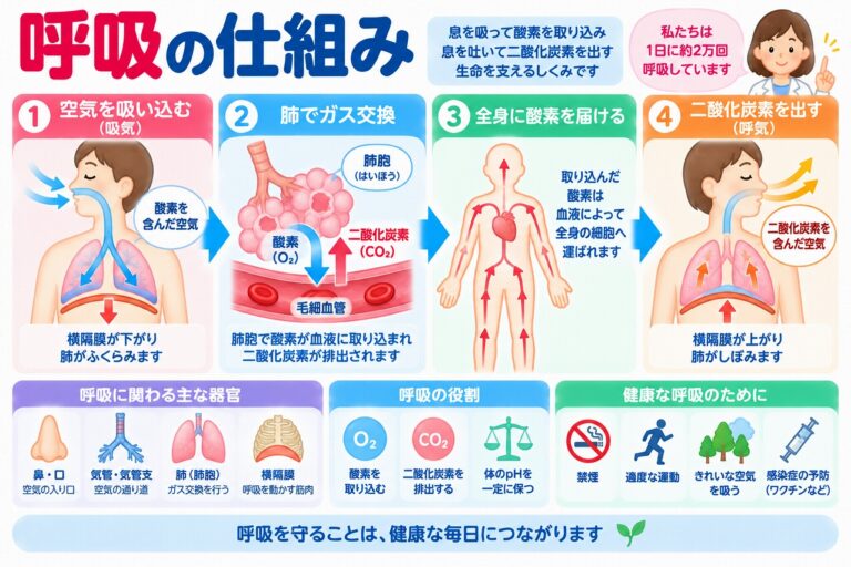 呼吸の仕組みを解説した医療インフォグラフィック。空気を吸い込む吸気、肺胞での酸素と二酸化炭素のガス交換、血液による全身への酸素供給、二酸化炭素を排出する呼気の4段階を図解。横隔膜の上下運動や気管・気管支・肺胞の役割、禁煙や適度な運動など呼吸器の健康を守る方法を紹介。