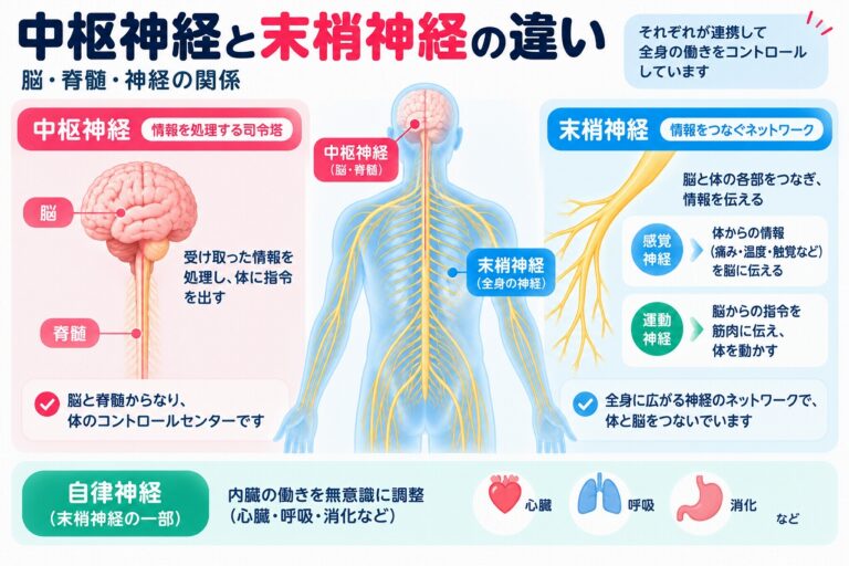 中枢神経と末梢神経の違いとは？脳・脊髄・神経の構造と働きを図解
