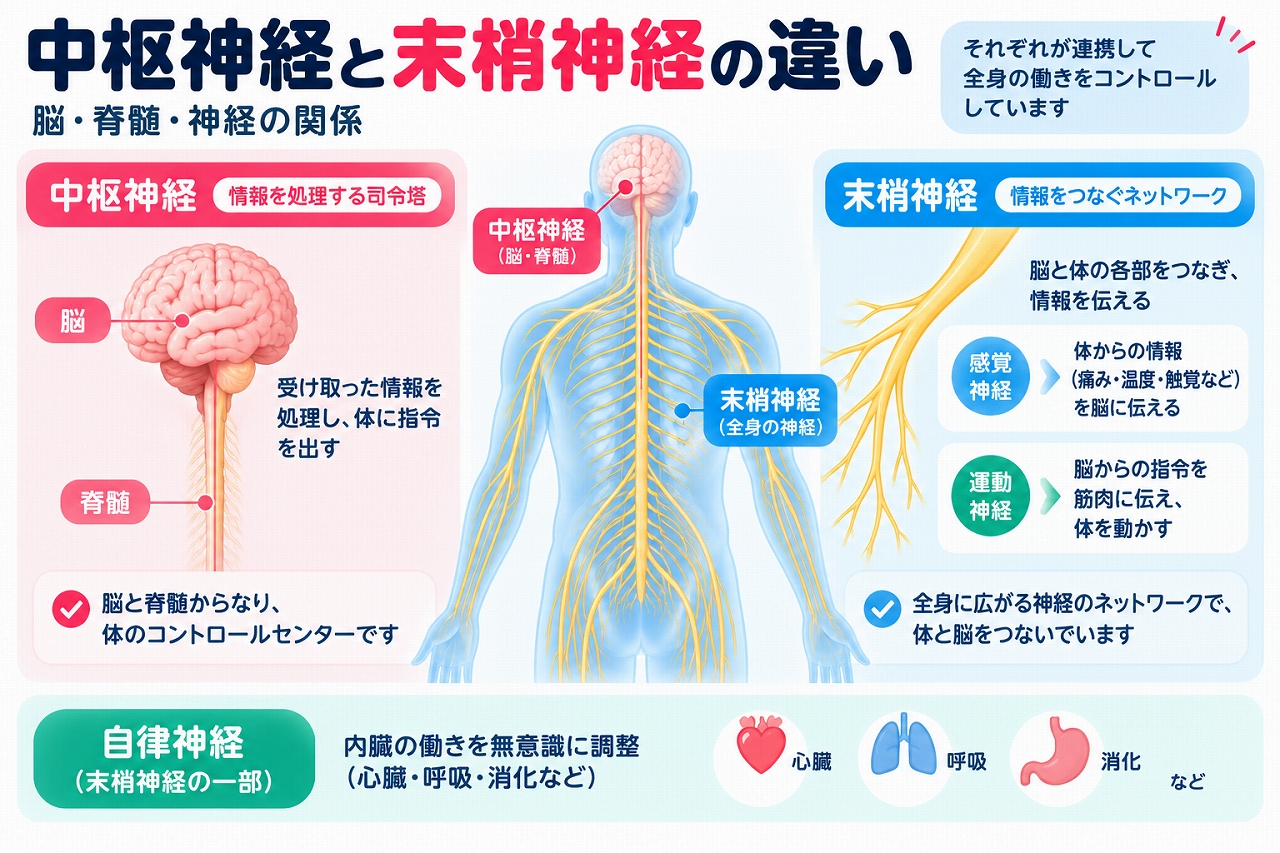 中枢神経と末梢神経の違いを解説した医療インフォグラフィック。脳と脊髄からなる中枢神経が情報を処理し、全身に広がる末梢神経が感覚情報や運動指令を伝える仕組みを図解。感覚神経・運動神経・自律神経の役割と、心拍・呼吸・消化などの調節についても紹介。
