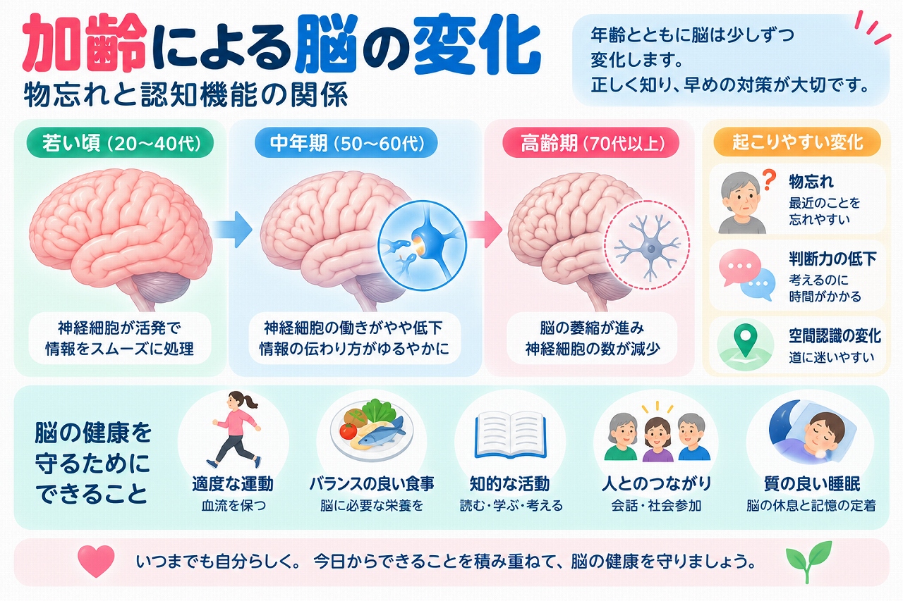 加齢による脳の変化と物忘れ・認知機能の関係を解説した医療インフォグラフィック。若年期・中年期・高齢期における脳の構造や神経機能の変化、物忘れ、判断力の低下、空間認識の変化を図解。運動、バランスの良い食事、知的活動、社会交流、良質な睡眠など脳の健康を守る生活習慣も紹介。