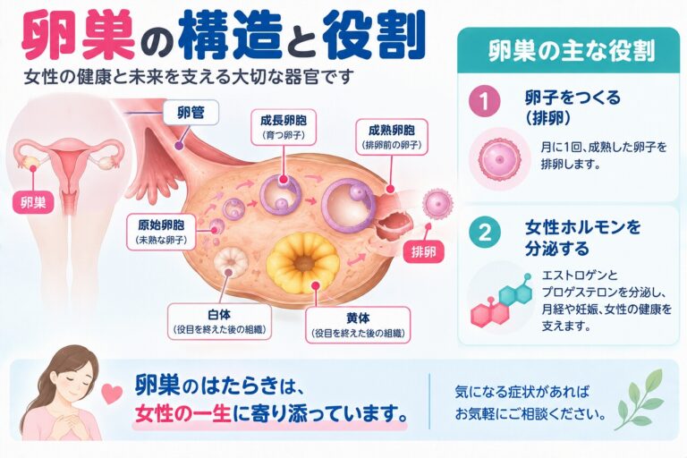 卵巣の構造と役割を解説したインフォグラフィック。卵胞の成長から成熟卵胞、排卵、黄体へと変化する流れと、卵子を育てて排卵する働き、エストロゲンやプロゲステロンなどの女性ホルモンを分泌する役割を紹介