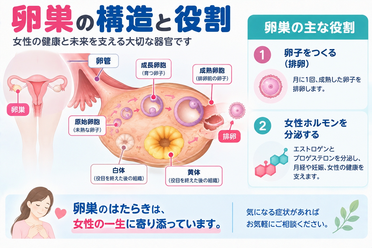 卵巣の構造と役割を解説したインフォグラフィック。卵胞の成長から成熟卵胞、排卵、黄体へと変化する流れと、卵子を育てて排卵する働き、エストロゲンやプロゲステロンなどの女性ホルモンを分泌する役割を紹介