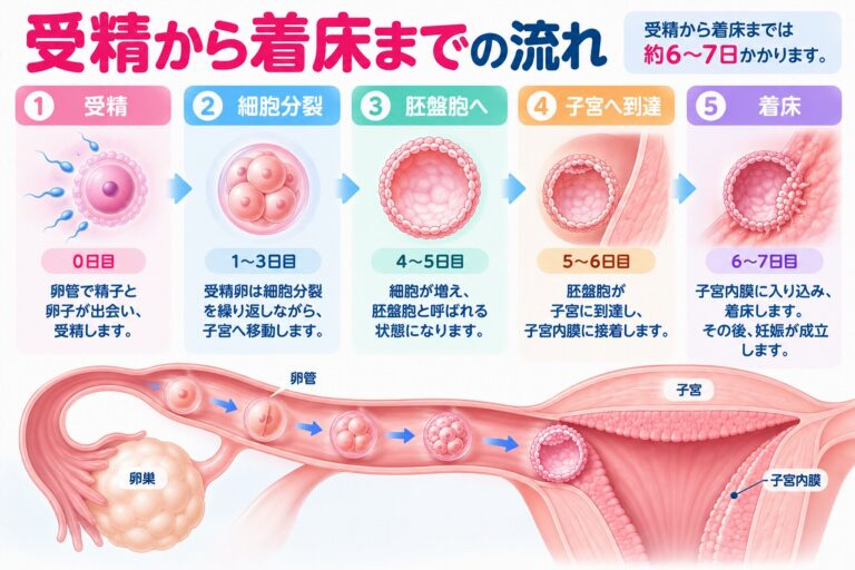 受精から着床までの流れ｜受精卵が子宮内膜に着床する仕組みを解説
