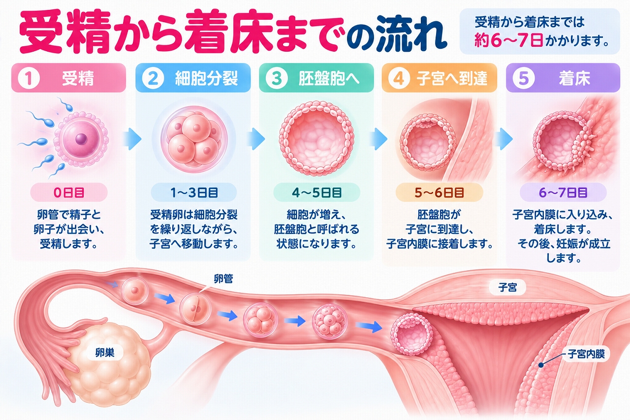 受精から着床までの流れを解説したインフォグラフィック。卵管で精子と卵子が受精し、受精卵が細胞分裂を繰り返しながら胚盤胞へ成長して子宮へ移動し、子宮内膜に着床するまでの約6〜7日間の過程を紹介