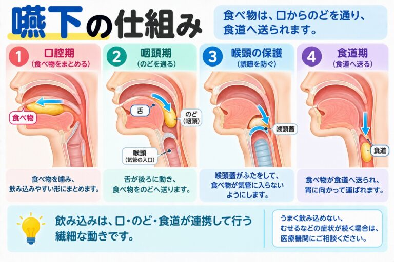 嚥下の仕組みを解説したインフォグラフィック。食べ物を口の中でまとめる口腔期、舌でのどへ送る咽頭期、喉頭蓋が気管への侵入を防ぐ仕組み、食道から胃へ運ばれるまでの流れを紹介