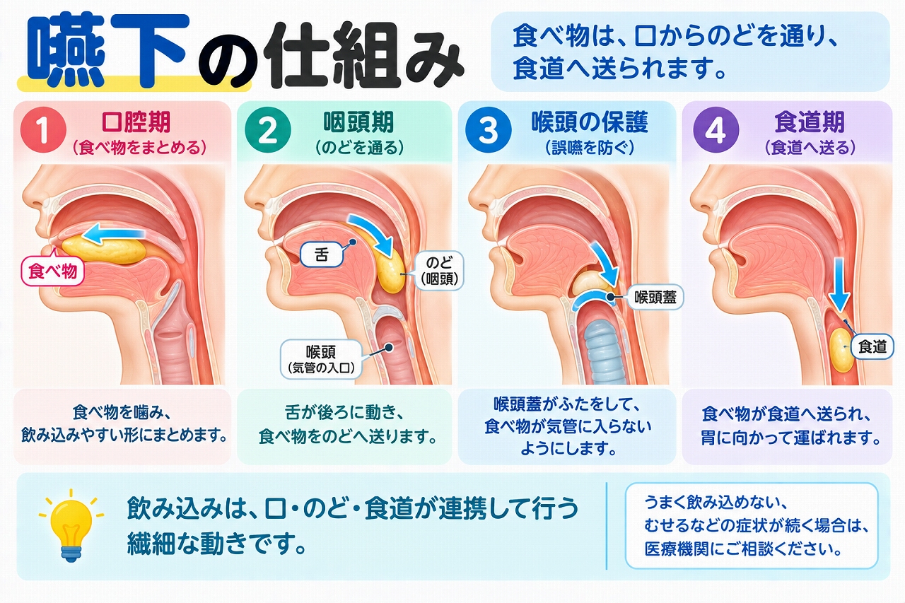 嚥下の仕組みを解説したインフォグラフィック。食べ物を口の中でまとめる口腔期、舌でのどへ送る咽頭期、喉頭蓋が気管への侵入を防ぐ仕組み、食道から胃へ運ばれるまでの流れを紹介