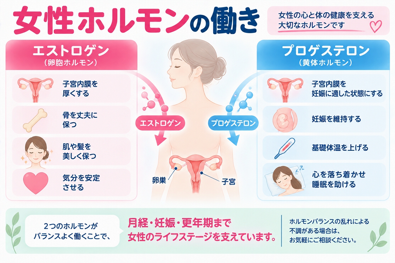 女性ホルモンの働きを解説したインフォグラフィック。エストロゲンとプロゲステロンについて、子宮内膜や月経・妊娠への働き、骨や皮膚などへの作用、基礎体温の変化など、女性の体に与える主な影響を紹介