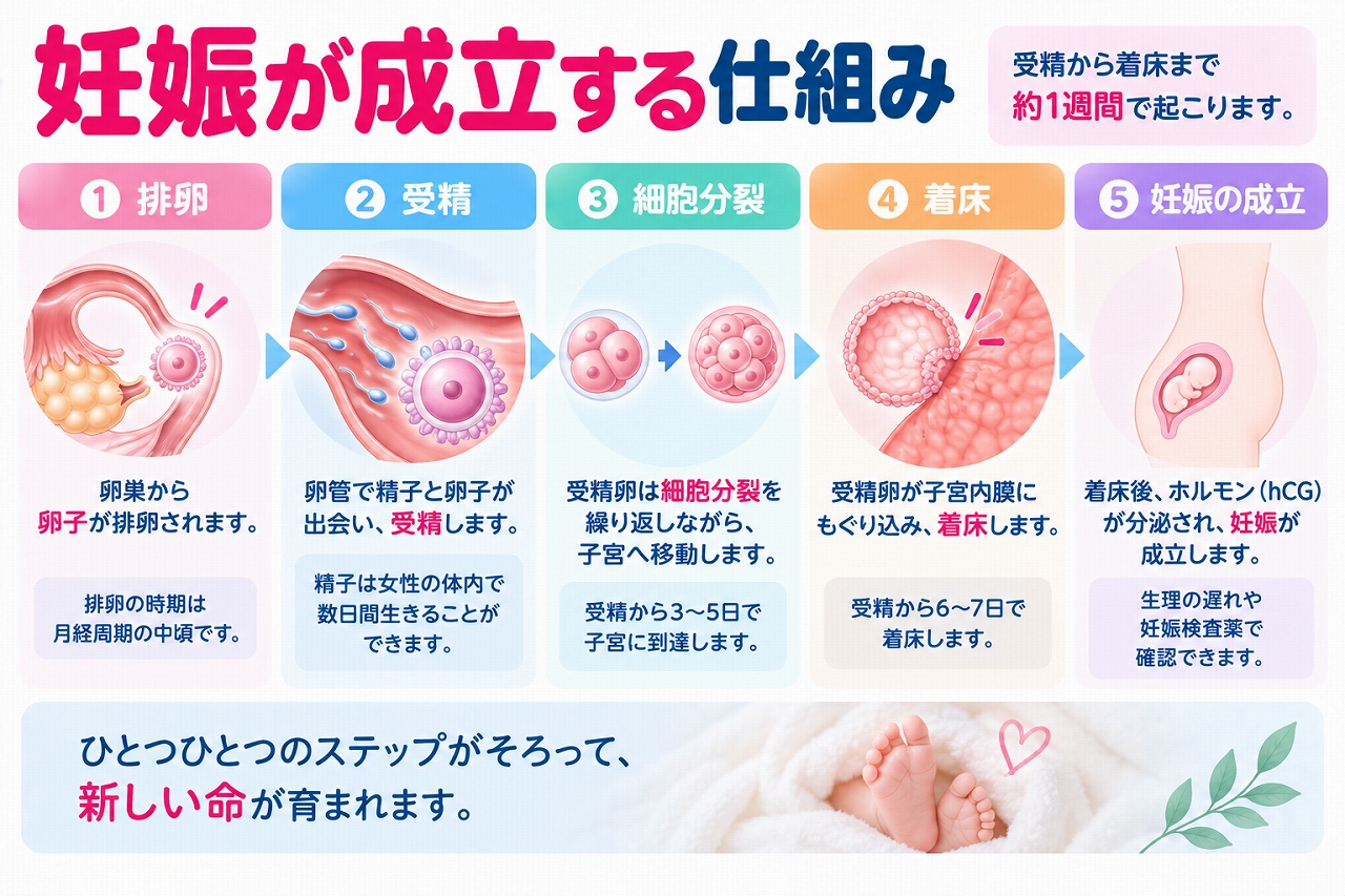 妊娠が成立する仕組みを解説したインフォグラフィック。卵巣からの排卵、卵管での受精、受精卵の細胞分裂と子宮への移動、子宮内膜への着床を経て妊娠が成立するまでの流れを段階的に紹介
