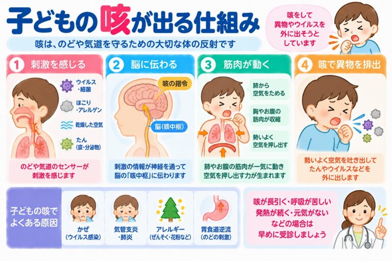 子どもの咳が出る仕組みとは？咳反射のメカニズム・原因・受診の目安を図解