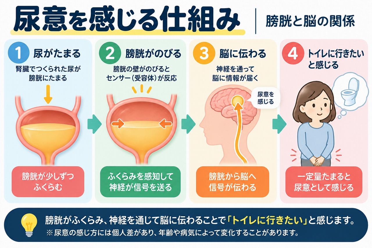 尿意を感じる仕組みを解説した医療インフォグラフィック。膀胱に尿がたまると膀胱壁が伸び、神経を通じて脳に情報が伝わり、トイレに行きたいと感じるまでの4つの過程を図解。