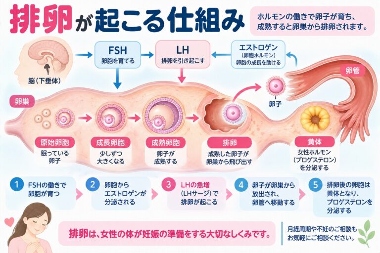 排卵が起こる仕組みを解説したインフォグラフィック。FSHによって卵胞が成長し、エストロゲンの分泌を経てLHが急増するLHサージが起こり、成熟した卵子が卵巣から排出されて卵管へ移動し、排卵後の卵胞が黄体になるまでの流れを紹介