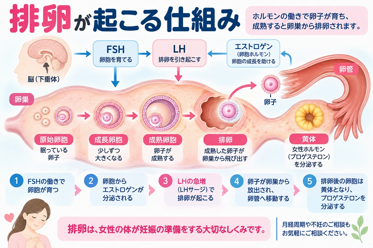 排卵が起こる仕組みを解説したインフォグラフィック。FSHによって卵胞が成長し、エストロゲンの分泌を経てLHが急増するLHサージが起こり、成熟した卵子が卵巣から排出されて卵管へ移動し、排卵後の卵胞が黄体になるまでの流れを紹介