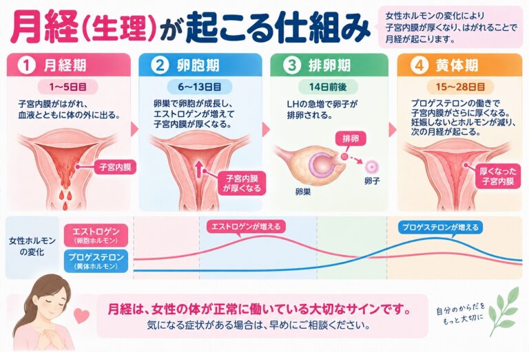 月経（生理）が起こる仕組み｜月経周期と女性ホルモンの変化を解説