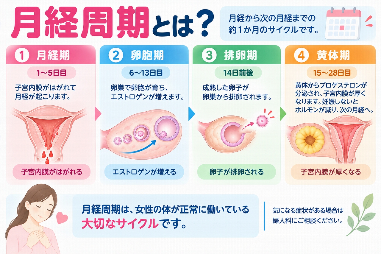 月経周期の仕組みを解説したインフォグラフィック。月経期、卵胞期、排卵期、黄体期の4つの時期について、子宮内膜の変化、卵胞の成長、排卵、エストロゲンやプロゲステロンの働きとともに紹介