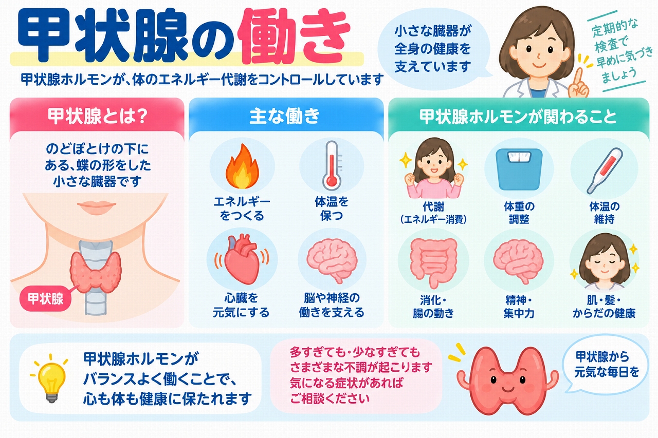 甲状腺の位置や甲状腺ホルモンの働きを解説した医療インフォグラフィック。首の前側にある蝶の形をした甲状腺と、エネルギー代謝、体温調節、心臓の働き、脳や神経、消化機能、体重、皮膚や髪の健康との関係をイラストで紹介。甲状腺ホルモンの過剰や不足による体調の変化も図解。