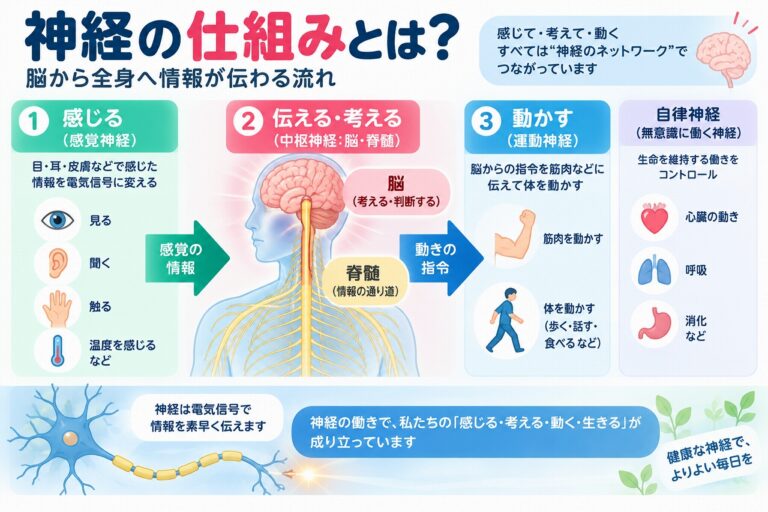 神経の仕組みとは？脳から全身へ情報が伝わる流れと神経の働きを図解