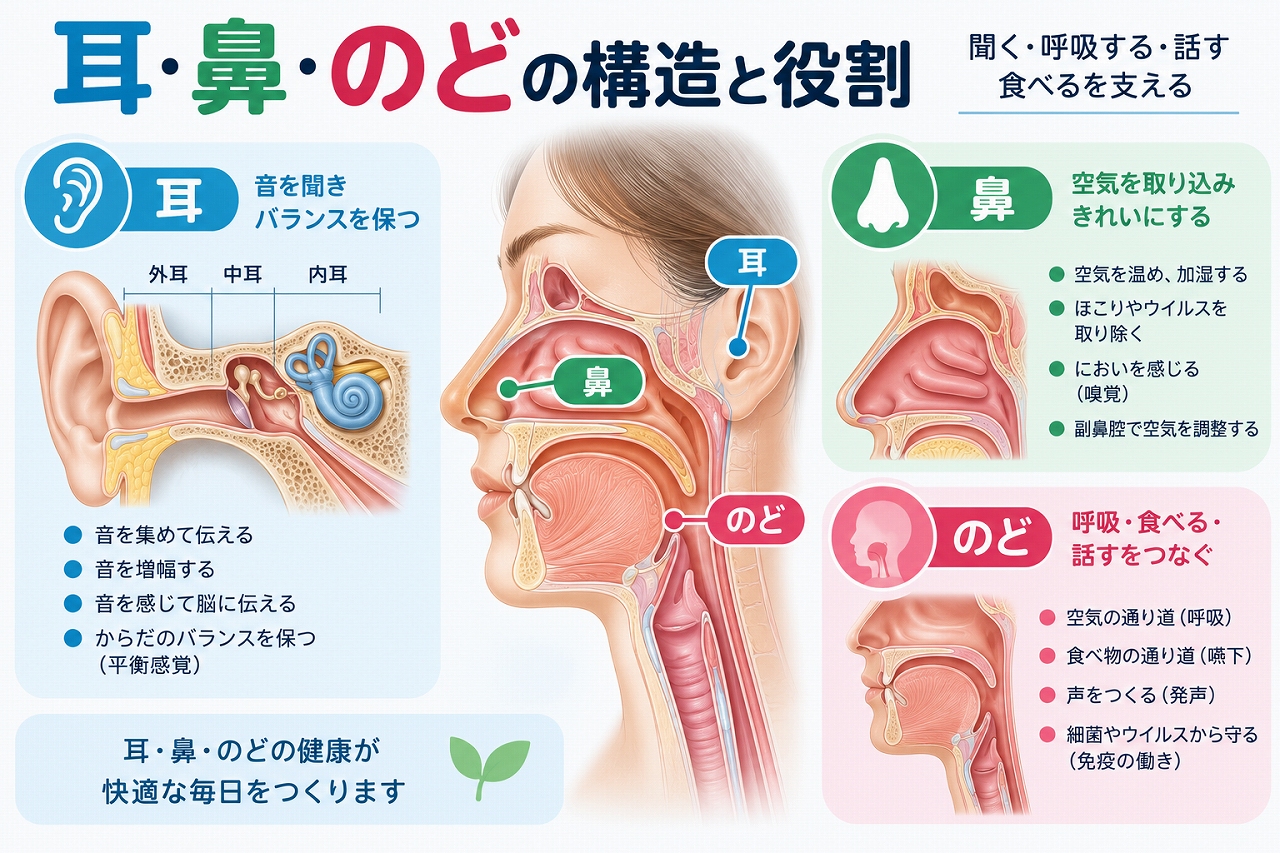耳・鼻・のどの構造と役割を解説したインフォグラフィック。耳は音を聞く・平衡感覚を保つ、鼻は呼吸・嗅覚・空気を整える、のどは呼吸・嚥下・発声などを担うことを解剖図とともに紹介