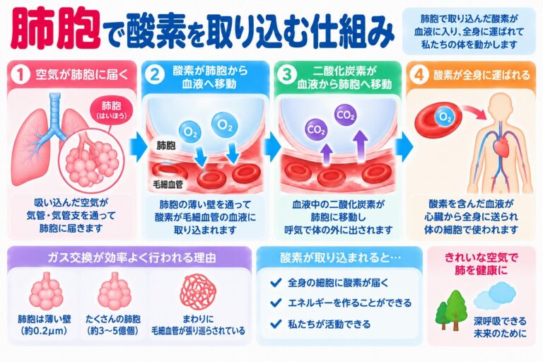 肺胞で酸素を取り込む仕組みを解説した医療インフォグラフィック。吸い込んだ空気が肺胞に届き、薄い肺胞壁を通って酸素が毛細血管の血液中へ移動する様子を図解。二酸化炭素が血液から肺胞へ移動して呼気として排出される仕組みや、赤血球による全身への酸素運搬、肺胞のガス交換機能を紹介。