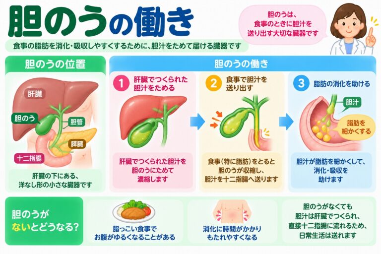 胆のうの働きとは？胆汁の貯蔵・濃縮と脂肪の消化を助ける仕組みを図解