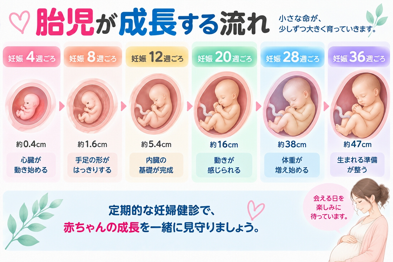胎児が成長する流れを解説したインフォグラフィック。妊娠4週・8週・12週・20週・28週・36週ごろの胎児の大きさや体の発達を比較し、心臓の動き、手足や内臓の発達、胎動、出産に向けた成長の目安を紹介