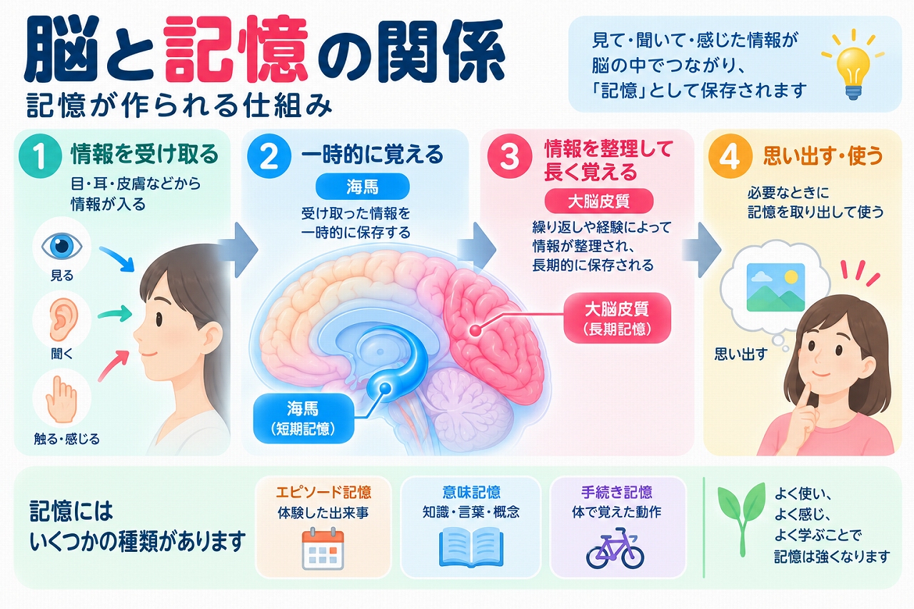 脳と記憶の関係を解説した医療インフォグラフィック。目・耳・皮膚などから情報を受け取り、海馬が新しい記憶の形成に関わり、大脳皮質のネットワークで長期記憶が保持され、必要なときに思い出すまでの流れを図解。エピソード記憶・意味記憶・手続き記憶の違いも紹介。