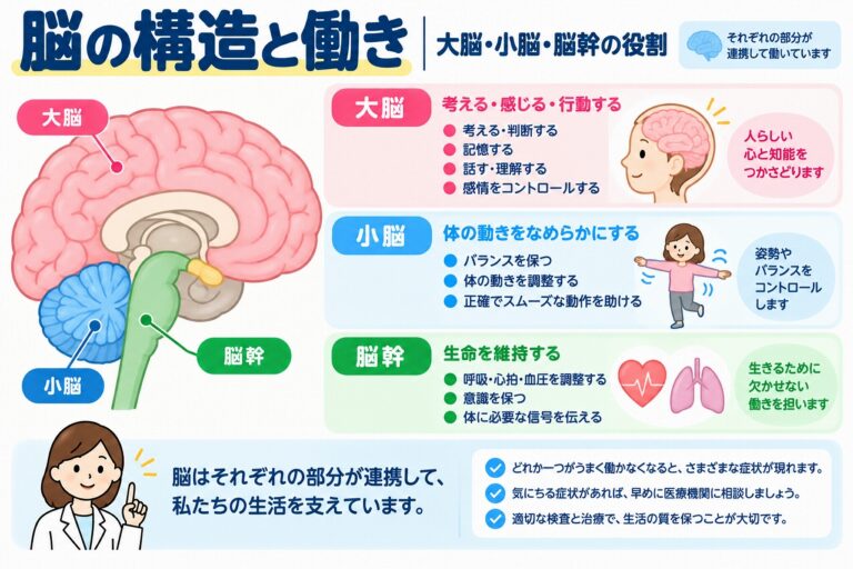 脳の構造と働きとは？大脳・小脳・脳幹の役割をわかりやすく図解
