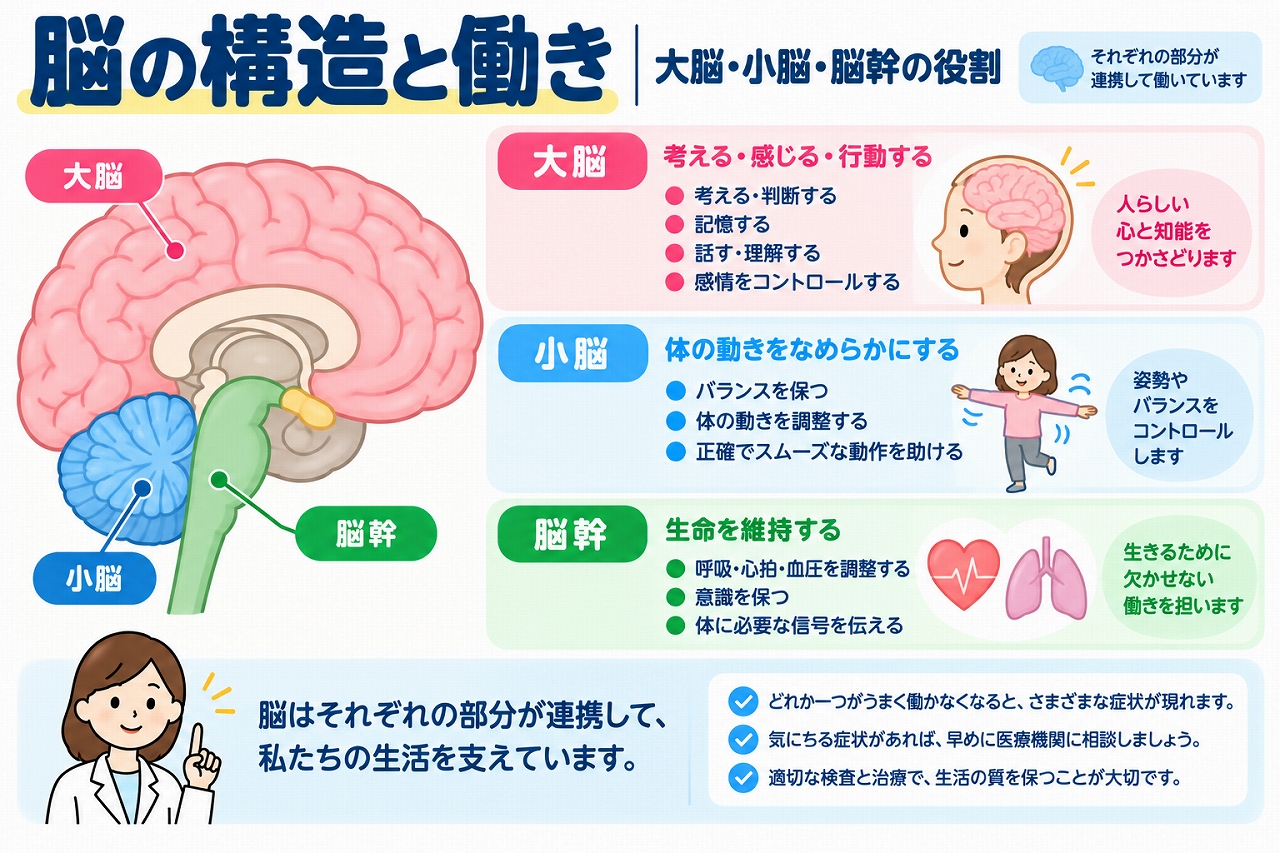 脳の構造と働きを解説した医療インフォグラフィック。大脳・小脳・脳幹の位置関係を色分けした解剖図とともに、大脳の思考・記憶・感情、小脳の運動調整・バランス保持、脳幹の呼吸・心拍・血圧・意識の維持など、それぞれの役割を図解。