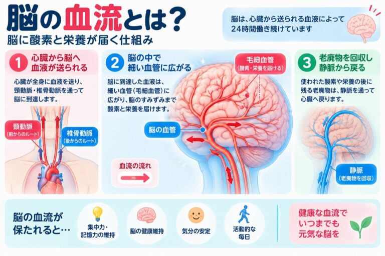 脳の血流とは？脳に酸素と栄養が届く仕組みと血液循環を図解