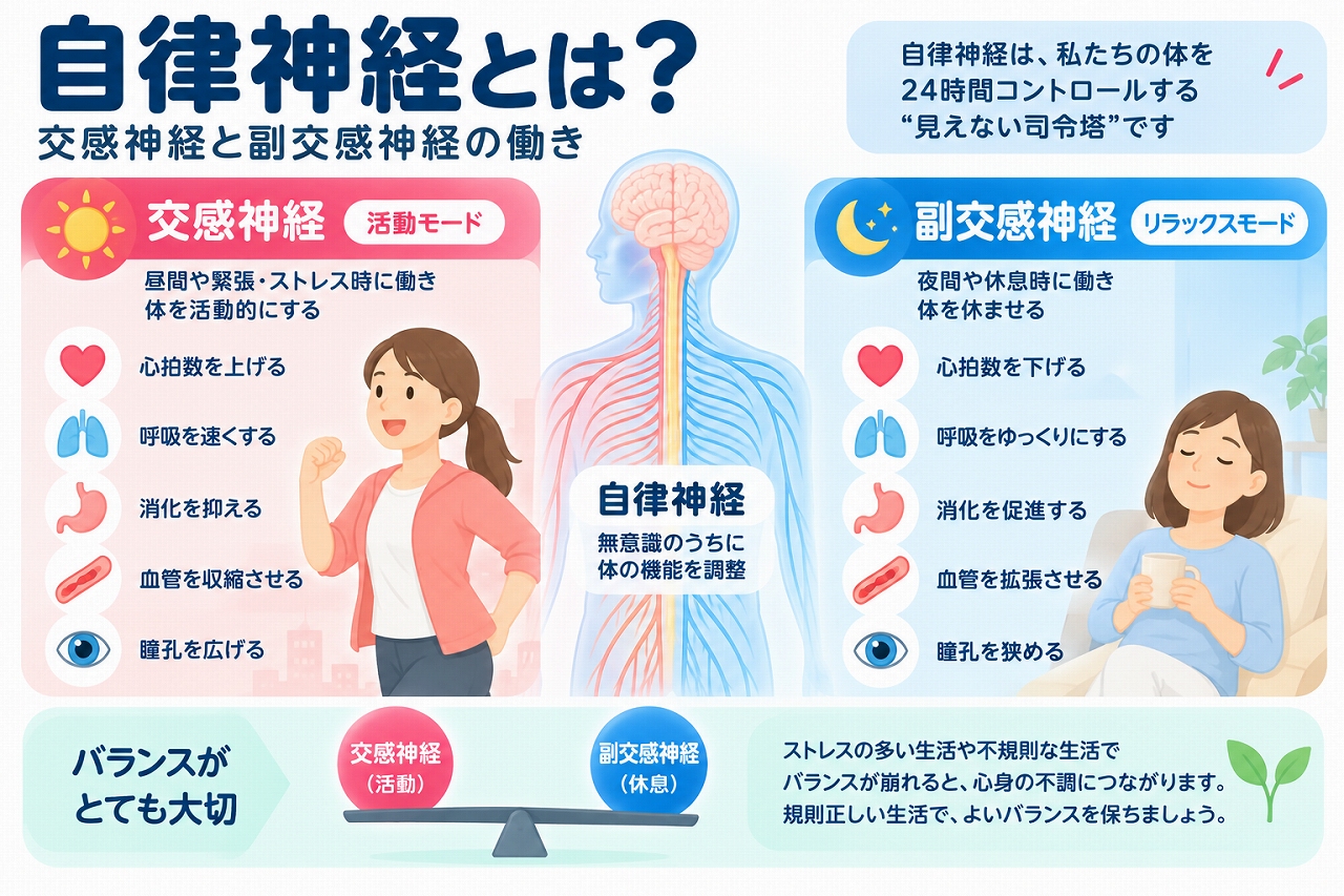 自律神経の仕組みと交感神経・副交感神経の働きを比較した医療インフォグラフィック。交感神経は活動時や緊張時に心拍数を増やし、気道を広げ、消化活動を抑制する。副交感神経は休息時に心拍数を下げ、消化活動を促進する。心臓・肺・胃腸・血管・瞳孔への作用と自律神経のバランスを図解。