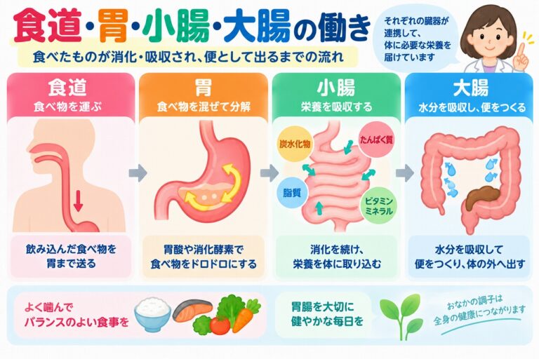 食道・胃・小腸・大腸の働きとは？消化と栄養吸収の仕組みを図解