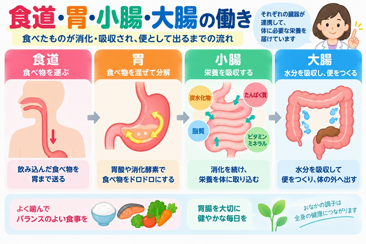 食道・胃・小腸・大腸の働きと消化・吸収の流れを解説した医療インフォグラフィック。食道は食べ物を胃へ運び、胃は胃酸や消化酵素で食べ物を分解。小腸では消化と栄養吸収が行われ、大腸では水分や電解質を吸収して便を形成する仕組みを4段階のイラストで紹介。